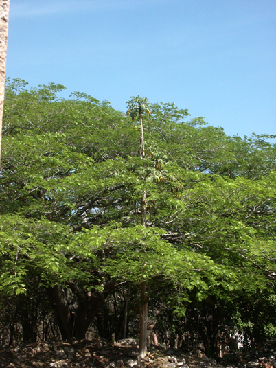 0704 labna 26.jpg - DCF 1.0